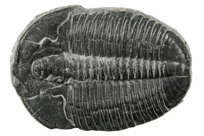 Large, Elrathia Trilobite Fossil - Utah #195810